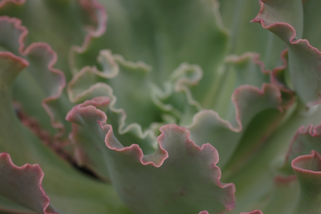 Photo calcium from plants